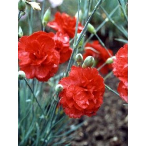 Œillet mignardise 'David' Godet de 8/9 cm