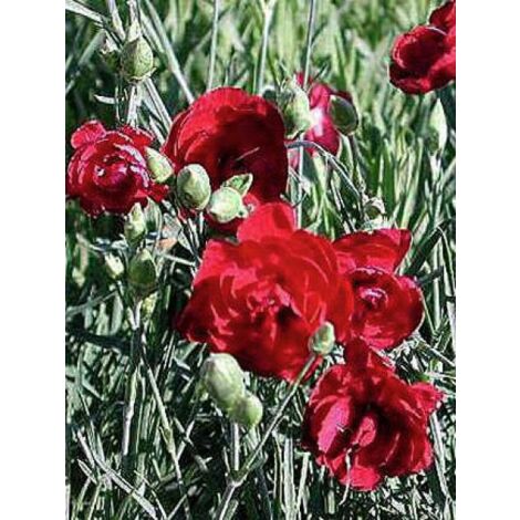 Œillet mignardise 'Desmond' Godet de 8/9 cm