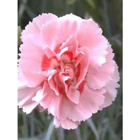 Œillet mignardise 'Doris' Godet de 8/9 cm