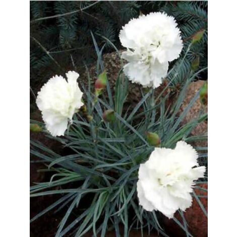 Œillet mignardise 'Haytor White' Godet de 8/9 cm