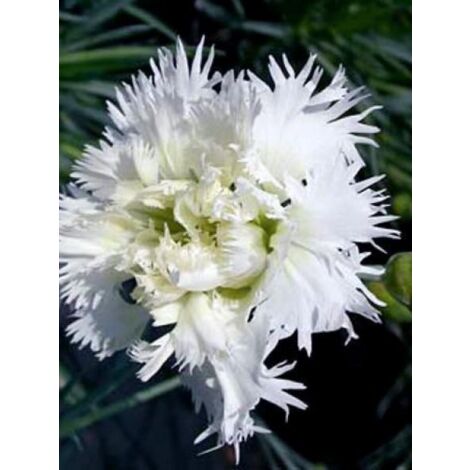 Œillet mignardise 'Mrs Sinkins' Godet de 8/9 cm