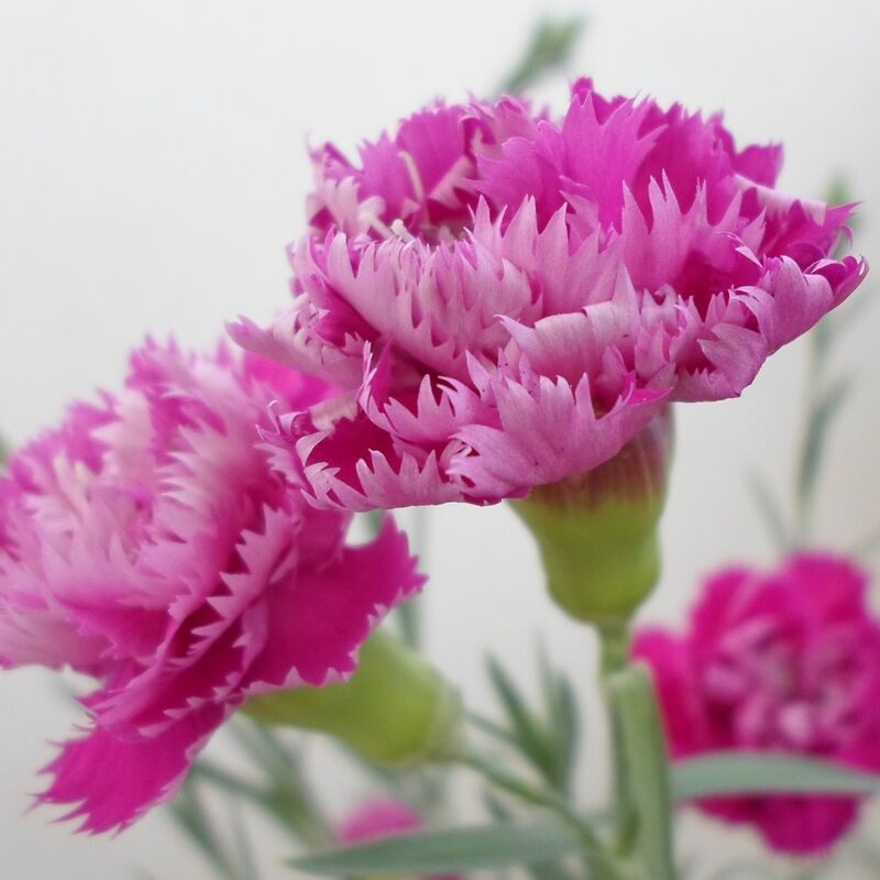 Illet mignardise plumarius Maggie | Conditionnement: Lot de 5 godets