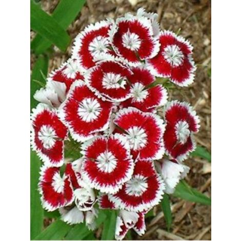 Œillet mignardise 'Romeo' Godet de 8/9 cm