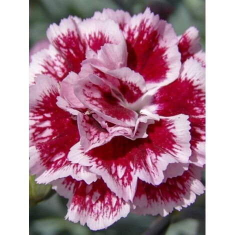 Œillet 'Scent First Sugar Plum' Pot de 2L/3L