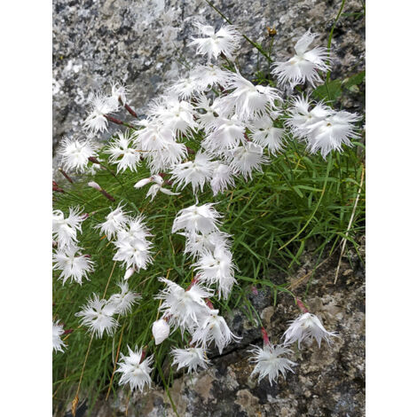 Œillet spiculifolius Godet de 8/9 cm