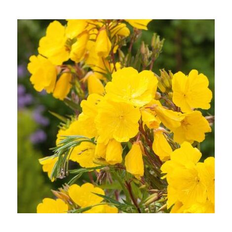 OENOTHERA FRUTICOSA - 3 GODETS - plantes