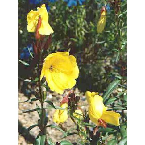 Oenothère, Onagre 'Sonnenwende' Godet de 8/9 cm