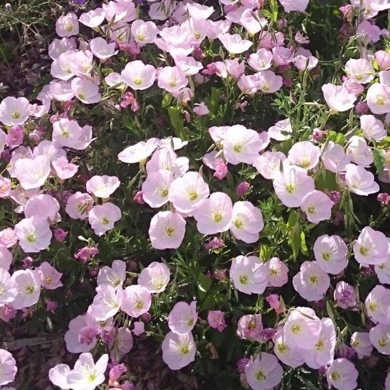 Oenothère speciosa Siskiyou/Godet - Rose