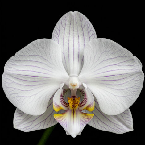 OFFERTA 1 PIANTA DI ORCHIDEA PHALAENOPSIS MANTA + VASO ELHO VIBES FOLD ORCHID 12CM