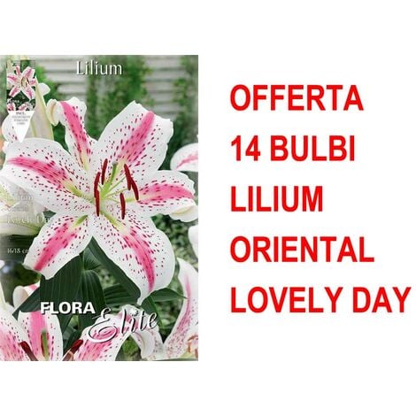 OFFERTA 14 BULBI LILIUM ORIENTAL LOVELY DAY BULBS BULBES