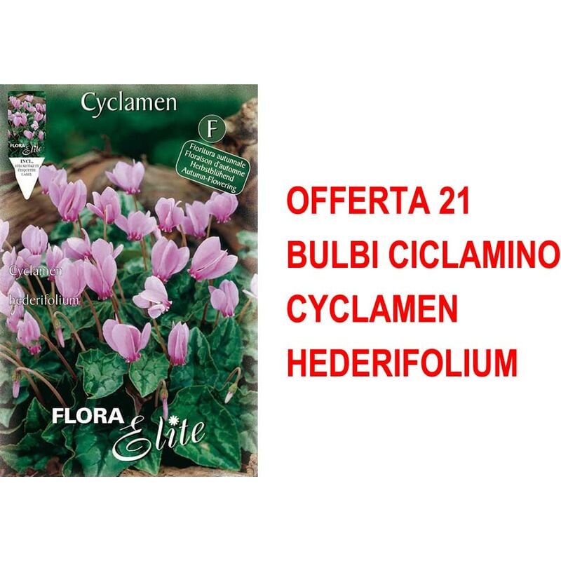 Peragashop - offre 21 bulbes de cyclamen cyclamen hederifolium
