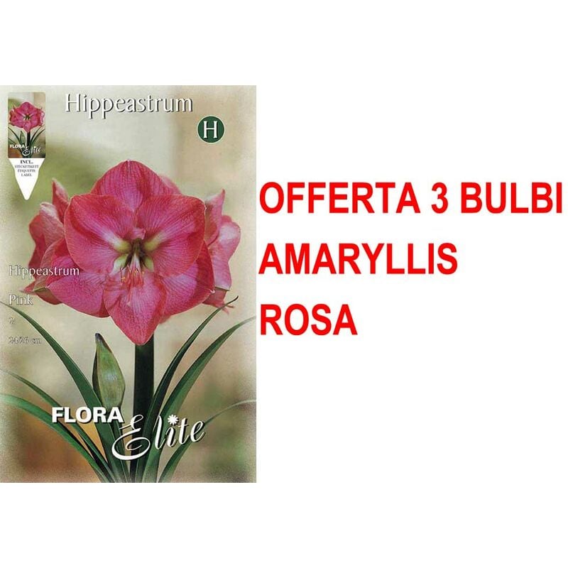 Offre 3 bulbes amaryllis rose