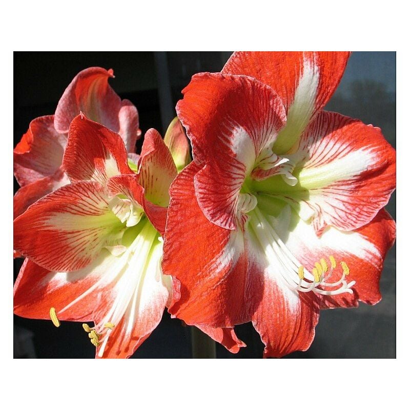 Peragashop - offre 3 bulbes amaryllis rayés rouge et blanc