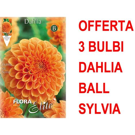 OFFERTA 3 BULBI DAHLIA BALL SYLVIA BULBS BULBES