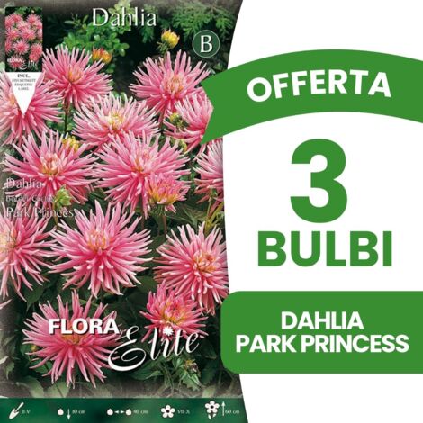 OFFERTA 3 BULBI DAHLIA DA BORDURA PARK PRINCESS