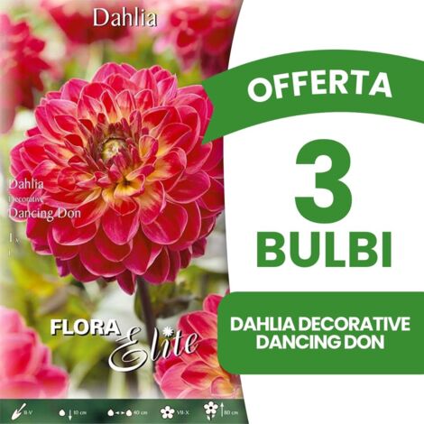 OFFERTA 3 BULBI DAHLIA DECORATIVE DANCING DON CONFEZIONE DA 1 BULBO BULBS BULBI PRIMAVERILI