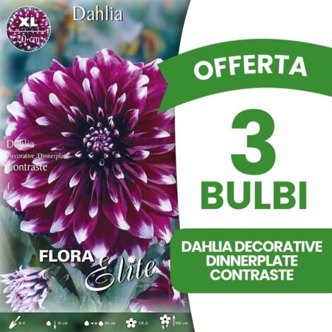 OFFERTA 3 BULBI DAHLIA DECORATIVE DINNERPLATE CONTRASTE XL CONFEZIONE DA 1 BULBO BULBS PRIMAVERILI