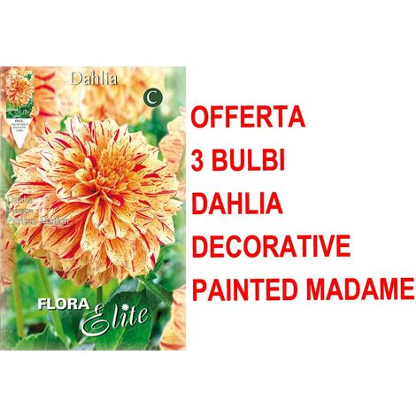 OFFERTA 3 BULBI DAHLIA DECORATIVE PAINTED MADAM BULBO BULBS BULBES