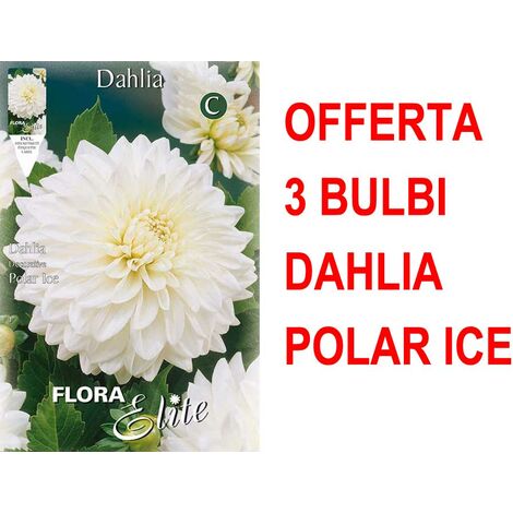 OFFERTA 3 BULBI DAHLIA DECORATIVE POLAR ICE BULBES BULBI PRIMAVERILI