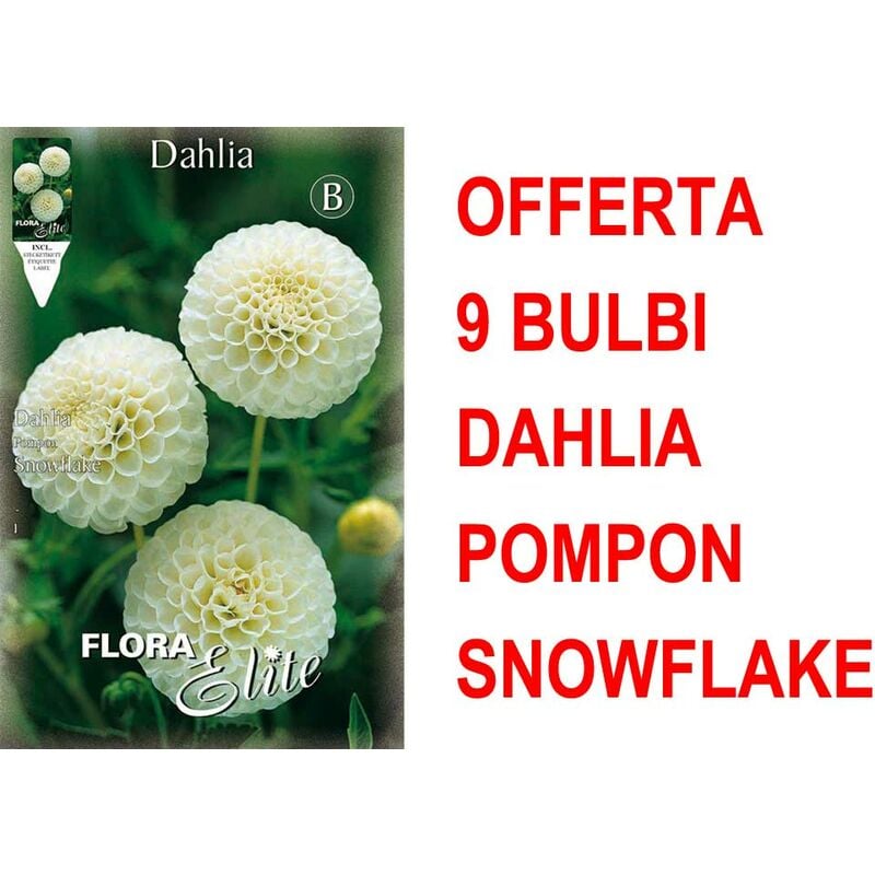 Offre 9 ampoules dahlia pompon flocon de neige