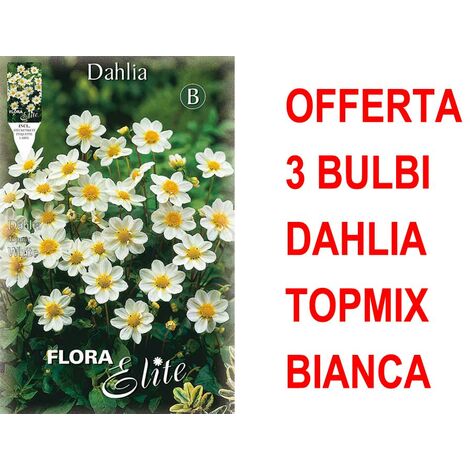 OFFERTA 3 BULBI DAHLIA TOPMIX BIANCA BULBS