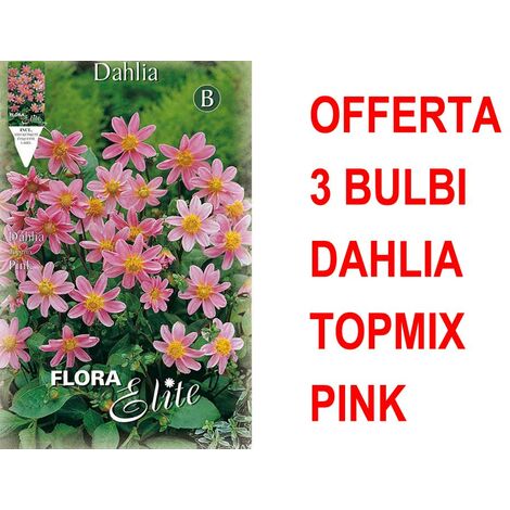 OFFERTA 3 BULBI DAHLIA TOPMIX ROSA BULBS
