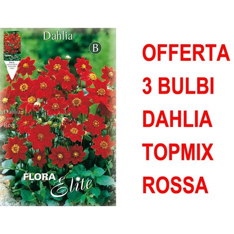 OFFERTA 3 BULBI DAHLIA TOPMIX ROSSA BULBS