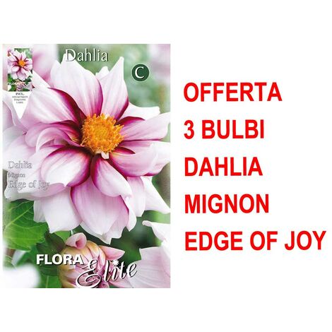 OFFERTA 3 BULBI DI DAHLIA MIGNON EDGE OF JOY