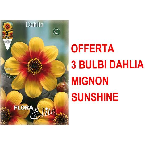 OFFERTA 3 BULBI DI DAHLIA MIGNON SUNSHINE