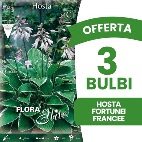 OFFERTA 3 BULBI HOSTA FORTUNEI FRANCEE BULBI PRIMAVERILI BULBS