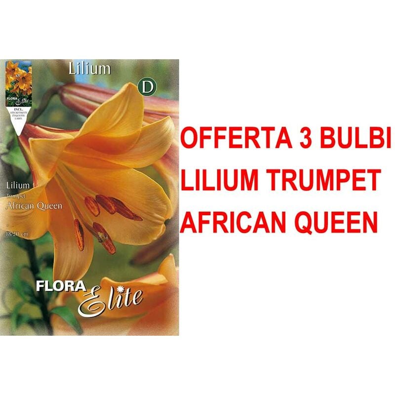 Offerta 3 Bulbi Lilium Trumpet African Queen Bulbs Bulbes