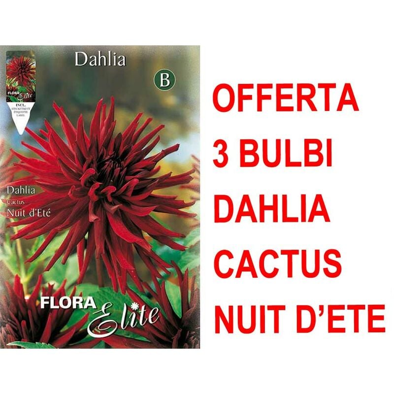 Peragashop - offre 3 bulbes de dahlia cactus nuit d'ete