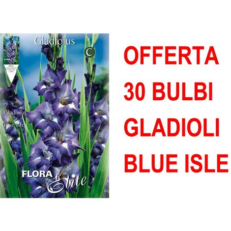 OFFERTA 30 BULBI GLADIOLI A FIORI GRANDI BLUE ISLE BULBS