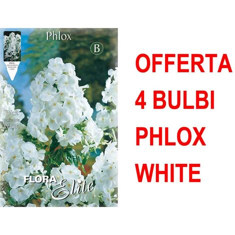 OFFERTA 4 BULBI PHLOX WHITE BULBS BULBES