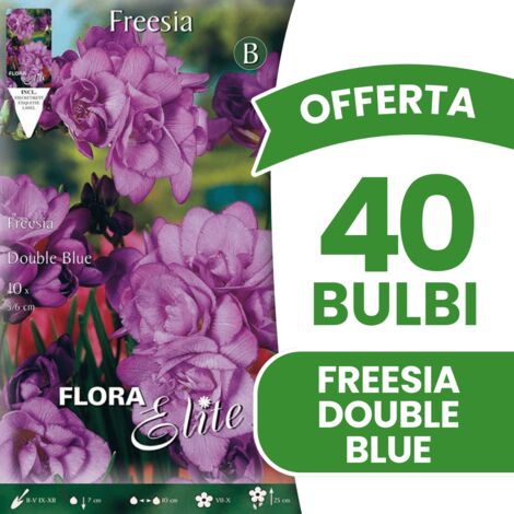 OFFERTA 40 BULBI FREESIA DOUBLE BLUE BULBS BULBES