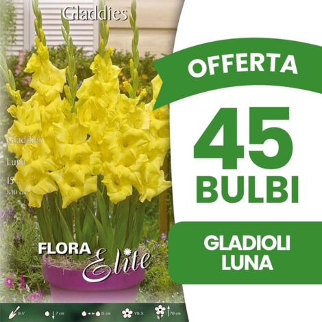 OFFERTA 45 BULBI GLADIOLI LUNA (CONFEZIONE DA 15 BULBI) BULBI BULBS BULBES PRIMAVERILI