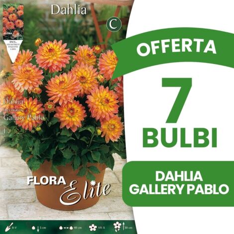 OFFERTA 7 BULBI DALIA DECORATIVE PABLO BULBS BULBES