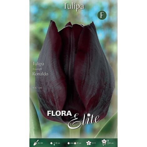 PERAGASHOP OFFERTA 70 BULBI AUTUNNALI TULIPANO TRIUMPH RONALDO BULBI BULBS BULBES