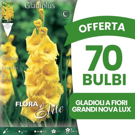 OFFERTA 70 BULBI GLADIOLI A FIORI GRANDI NOVA LUX CONFEZIONE DA 10 BULBI BULBS