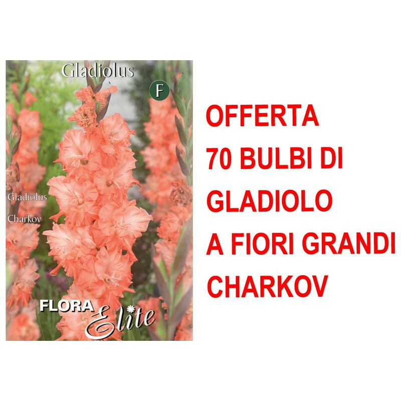 Offre 70 bulbes de glaïeul a grosses fleurs charkov