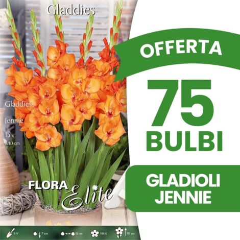 OFFERTA 75 BULBI GLADIOLI GLADDIES JENNIE BULBI BULBS BULBES PRIMAVERILI