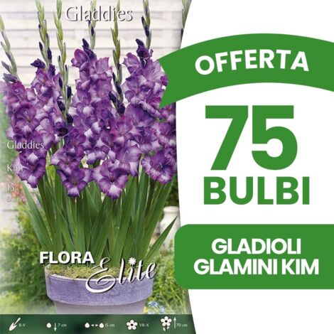 OFFERTA 75 BULBI GLADIOLI GLAMINI KIM (CONFEZIONE DA 15 BULBI) BULBI BULBS BULBES PRIMAVERILI