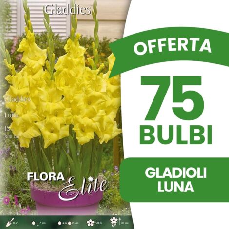 OFFERTA 75 BULBI GLADIOLI LUNA (CONFEZIONE DA 15 BULBI) BULBI BULBS BULBES PRIMAVERILI