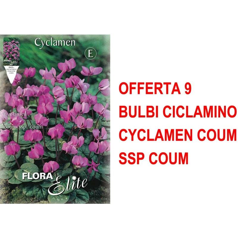 Peragashop - Offrez 9 bulbes Cyclamen Cyclamen Coum ssp Coum