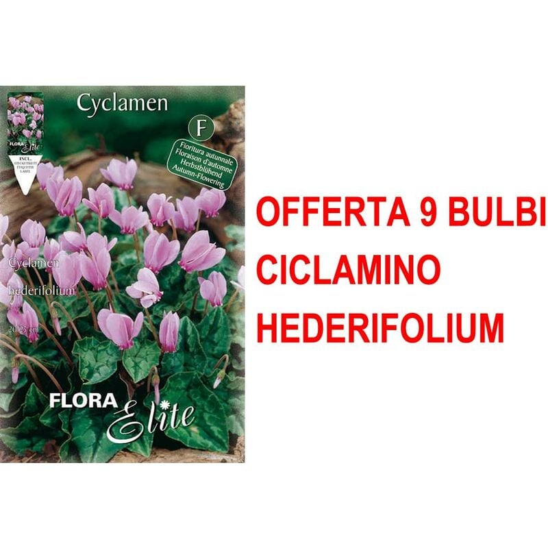 Peragashop - offre 9 bulbes cyclamen cyclamen hederifolium