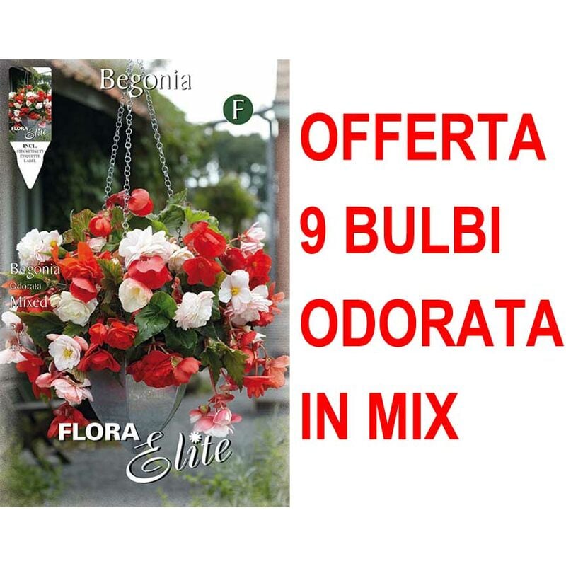 Offre 9 begonia odorata mélange de couleurs