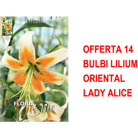 OFFRE 14 BULBES LILIUM ORIENTAL LADY ALICE
