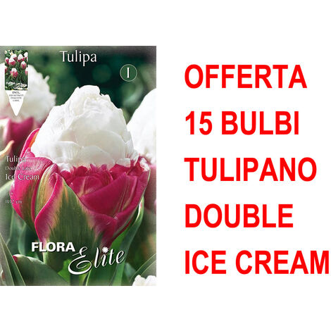 Offre 30 Bulbes Tulipe Triumph Slawa Bulbes à Fleurs