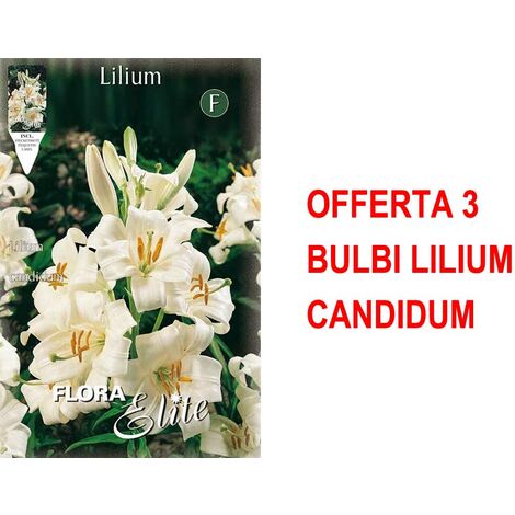 OFFRE 3 BULBES DE LILIUM CANDIDUM