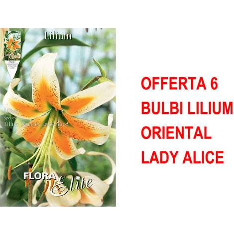 OFFRE 6 BULBES LILIUM ORIENTAL LADY ALICE